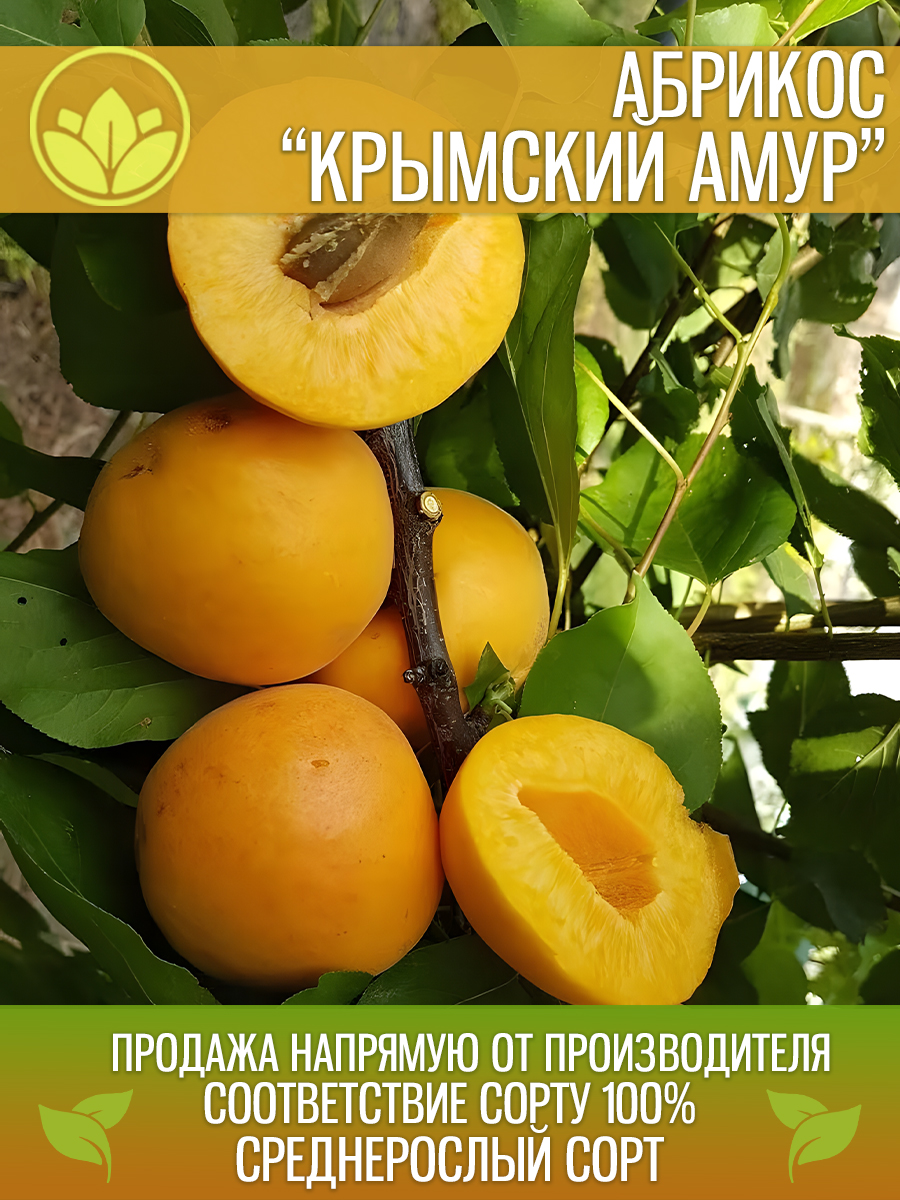 Крымский Амур