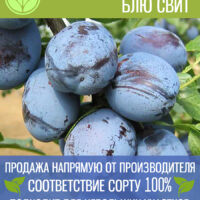 Слива Колонавидная Блю Свит