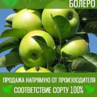 Колонн.Болеро — изображение 1