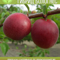 Гибрид Бологнес — изображение 1