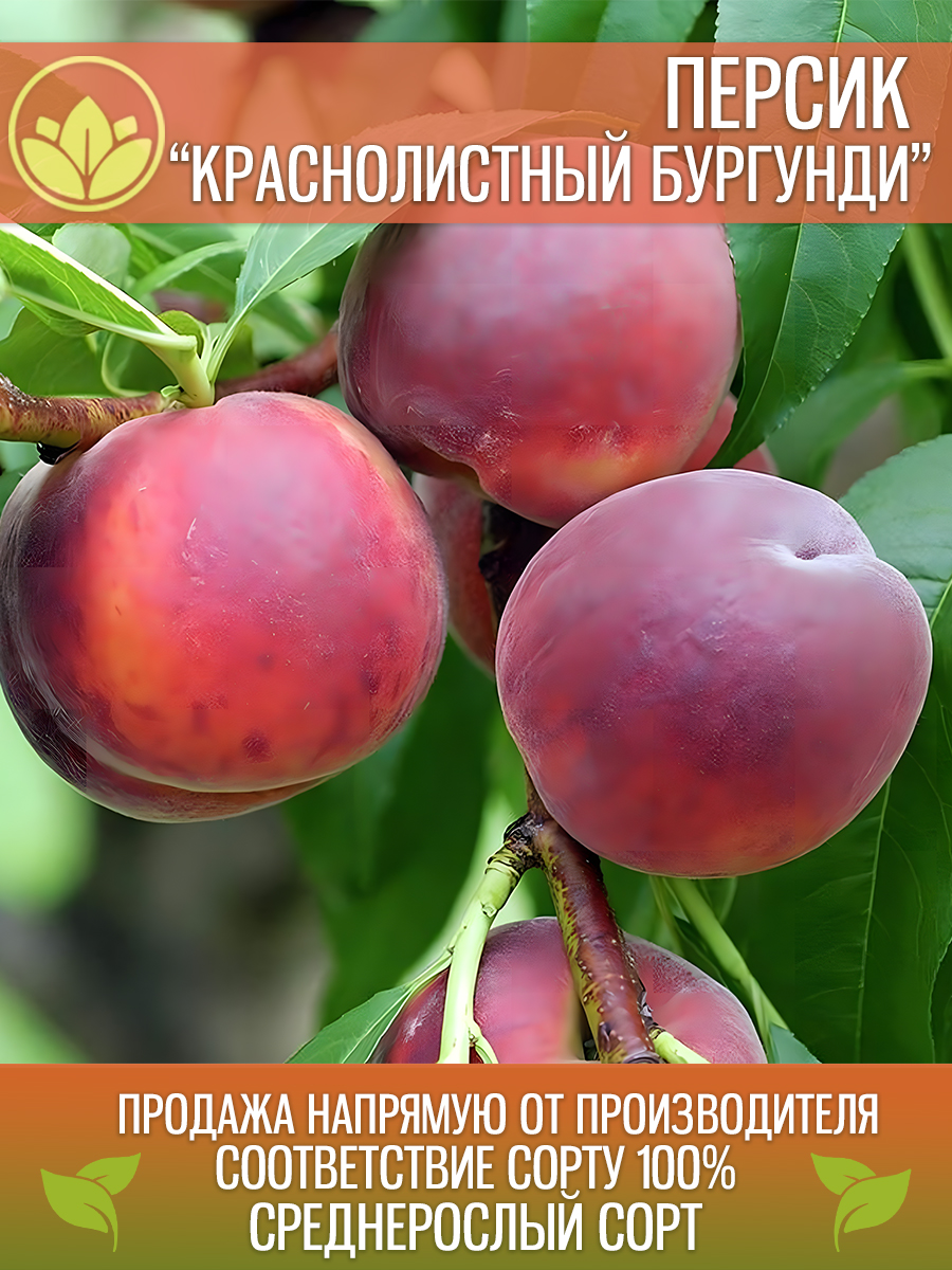 Краснолистный Бургунди