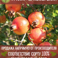 Черноморский — изображение 1