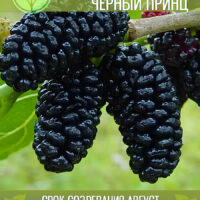 Чёрный Принц — изображение 1