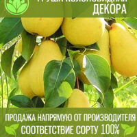 Колоновидная Декора