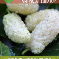 Митридат Евпатор — изображение 1