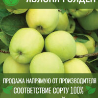 Гольден — изображение 1