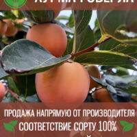 Говерла — изображение 1