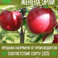 Женева Эрли — изображение 1