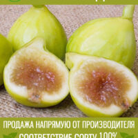 Кадота — изображение 1
