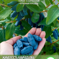 Камчадалка — изображение 1