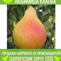 Любимица Клаппа