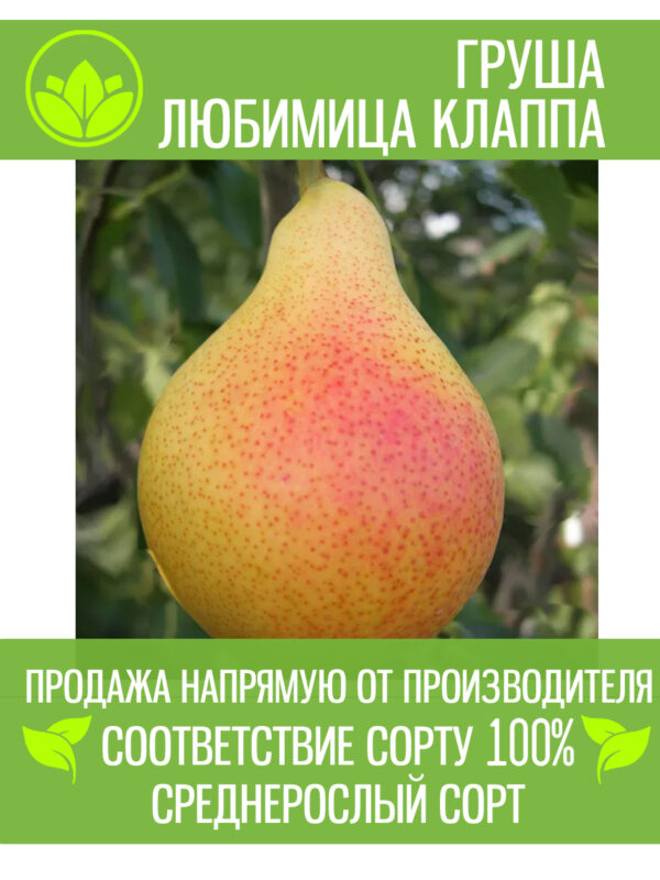 klappa