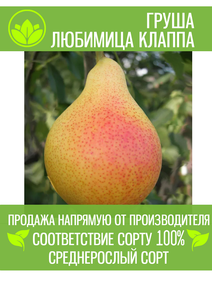 Любимица Клаппа