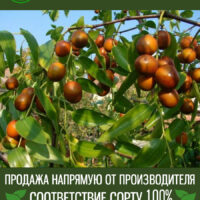 Коктебель — изображение 1