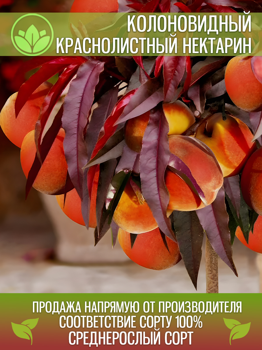 Колоновидный Краснолистный Нектарин