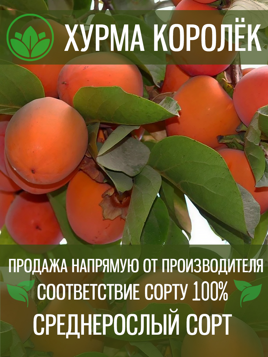 Королёк