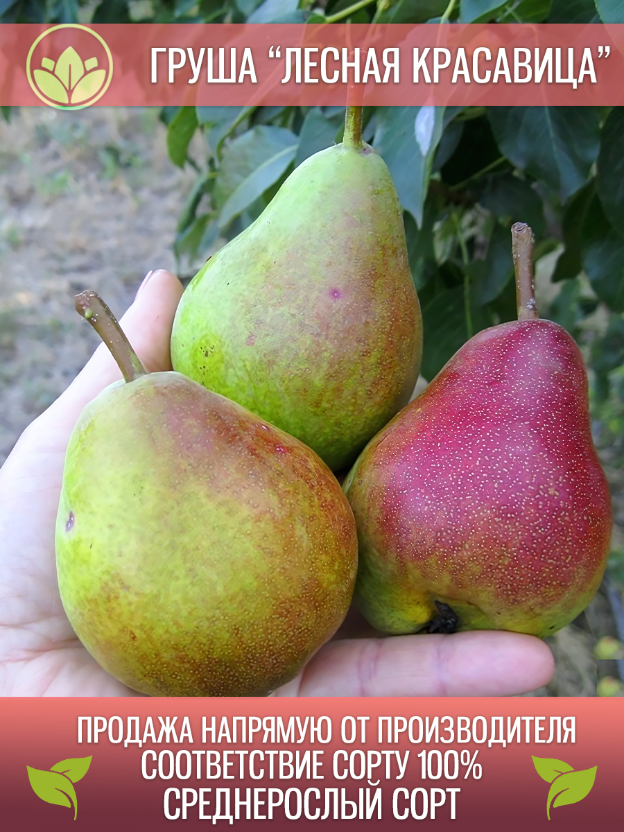 Лесная Красавица