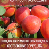 Краснощёкий — изображение 1
