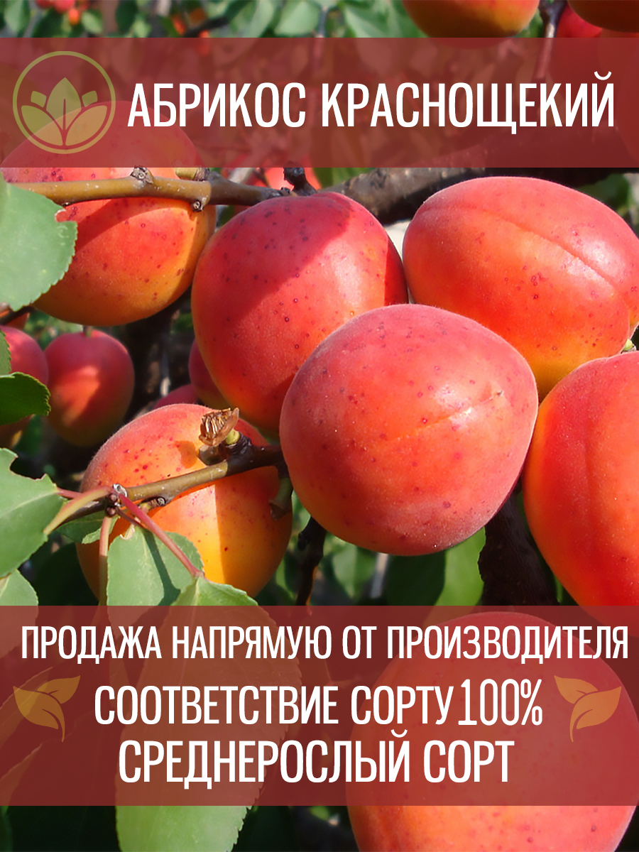 Краснощёкий