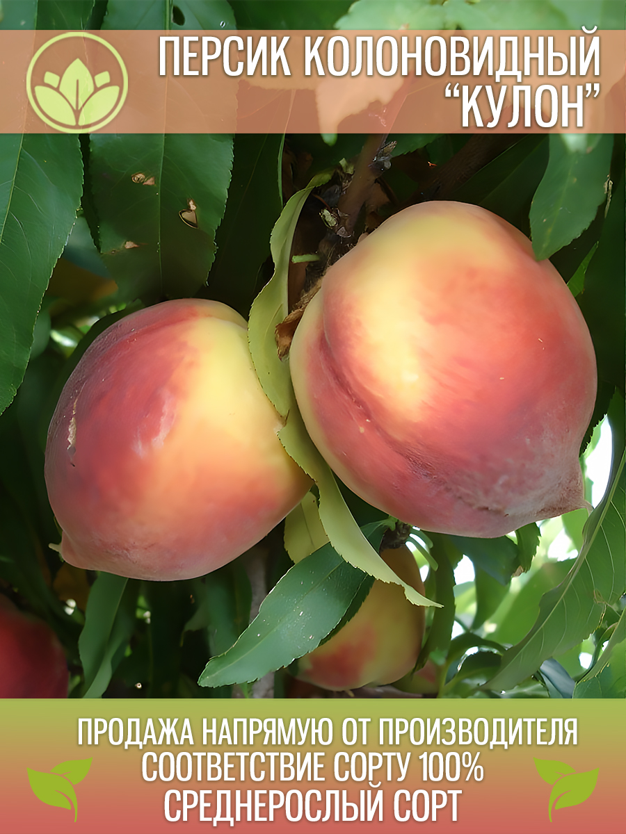 Колоновидный Кулон