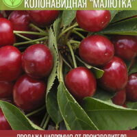 колонавидная Малютка — изображение 1