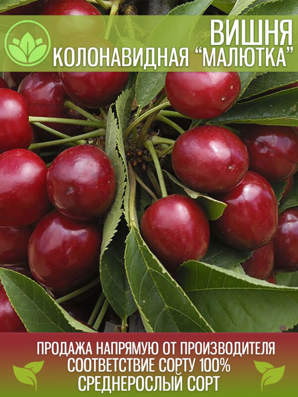 malut