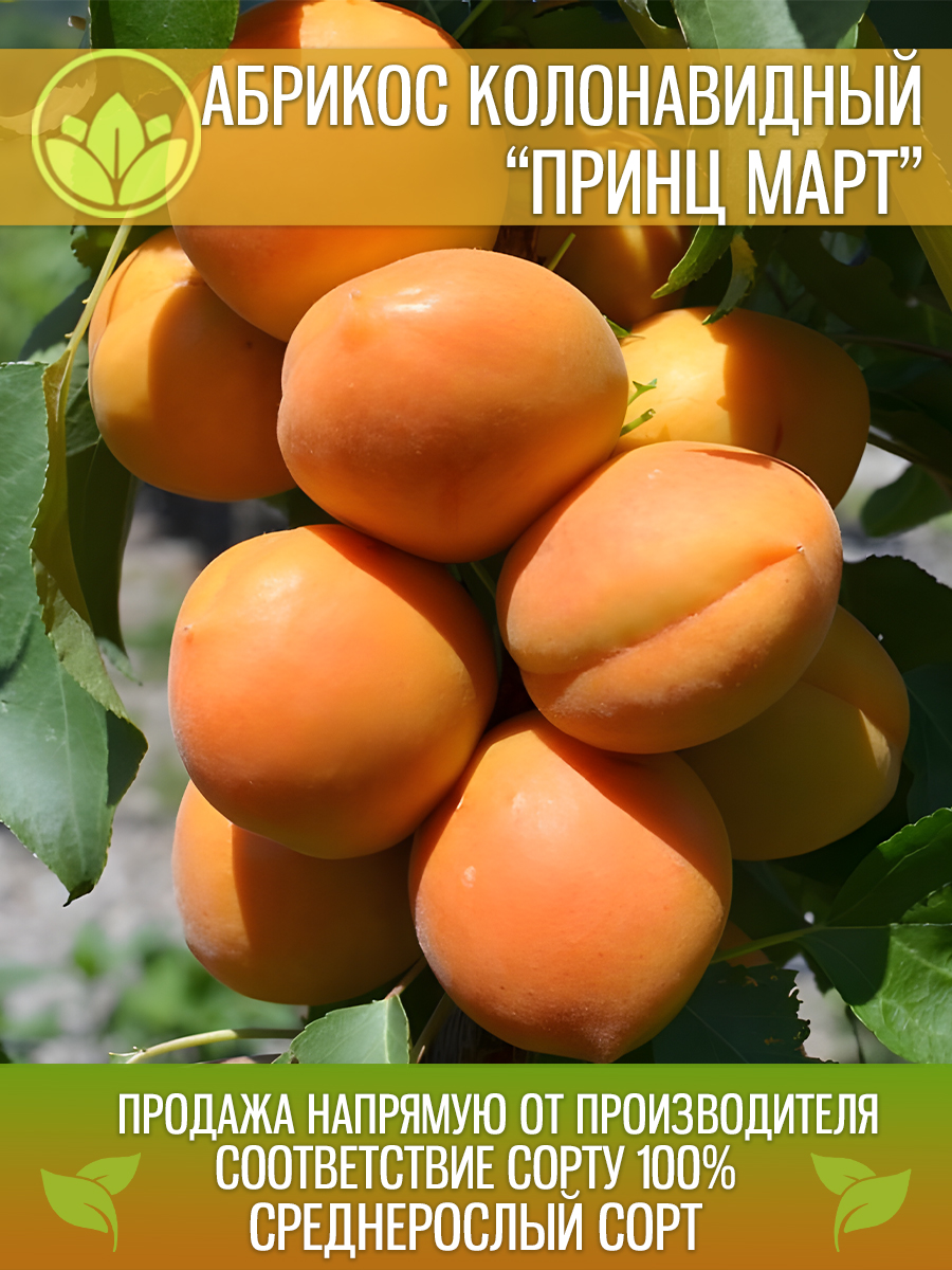 Колонавидный Принц март
