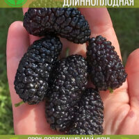 Пакистанская Длинноплодная — изображение 1