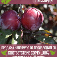 Слива Краснолистная Писсарди