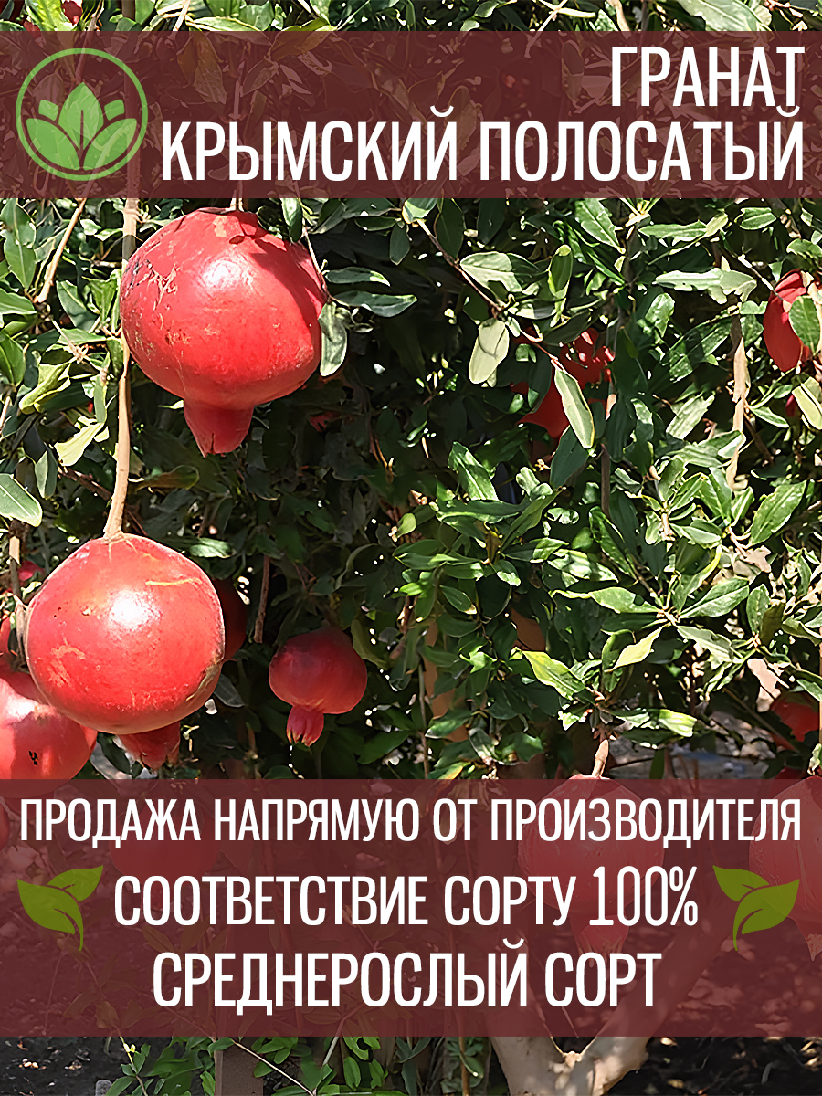 Крымский Полосатый