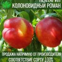 Колоновидный нектарин Роман — изображение 1