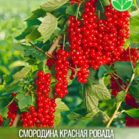Ровада