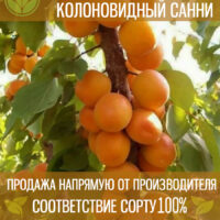 Колонавидный Санни — изображение 1