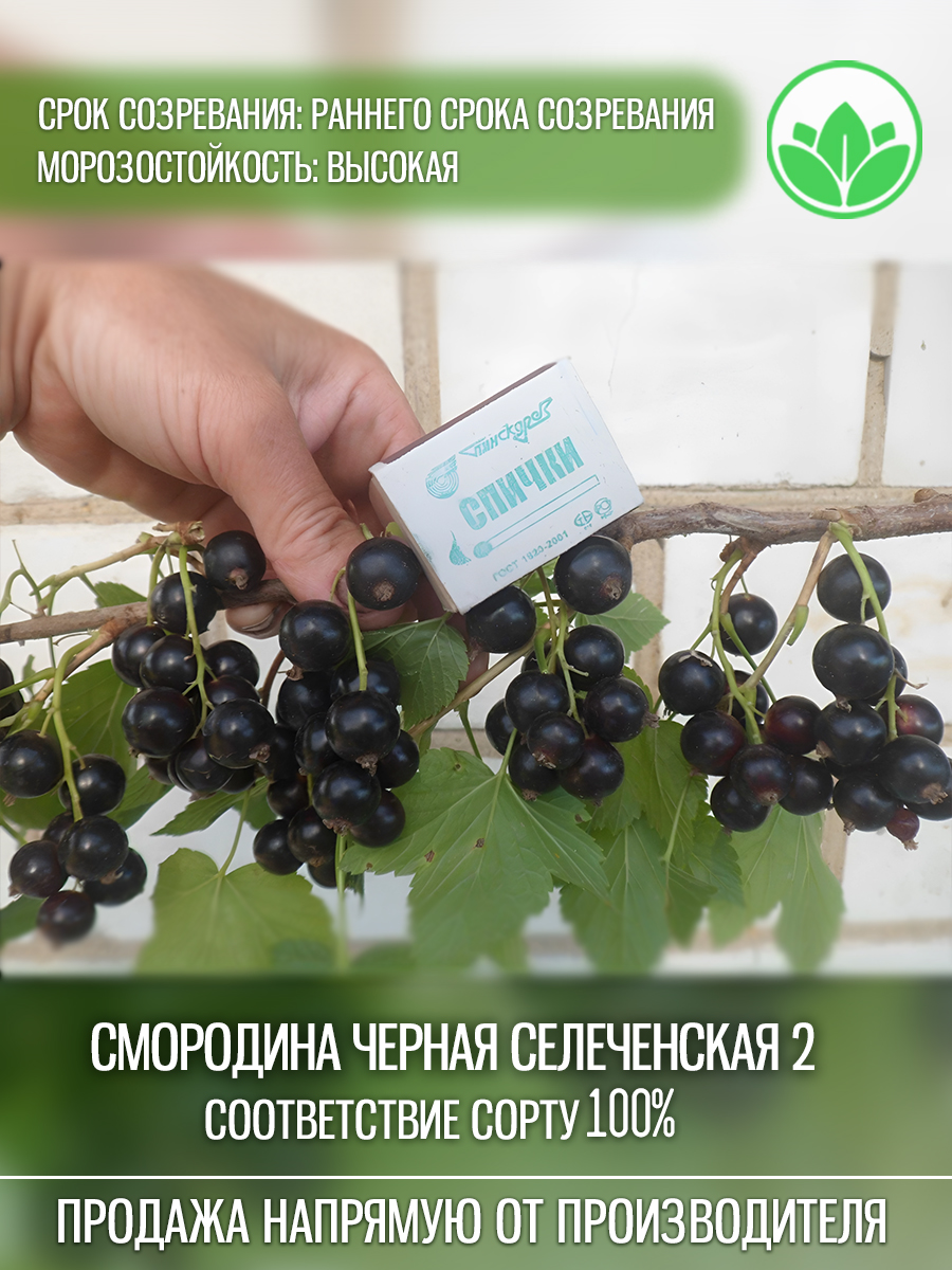 Селеченская 2