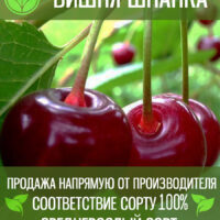 Шпанка — изображение 1