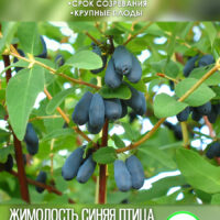 Синяя Птица — изображение 1