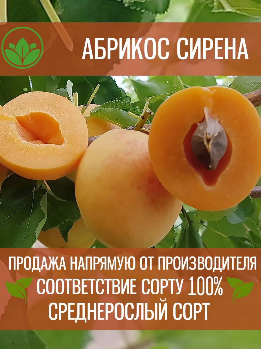 Сирена