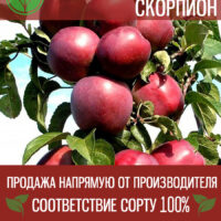 Колонн.Скорпион — изображение 1