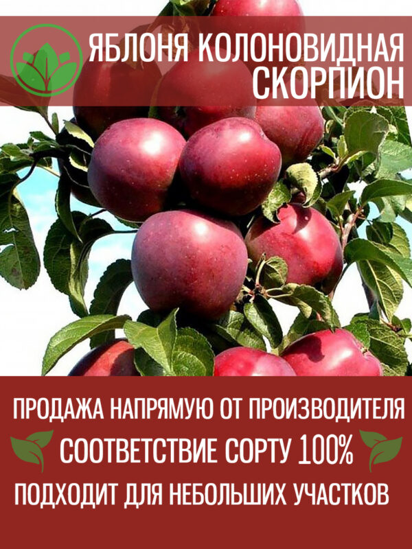 skor