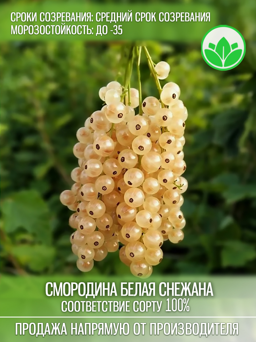Снежанна