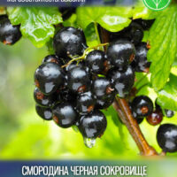 Сокровище