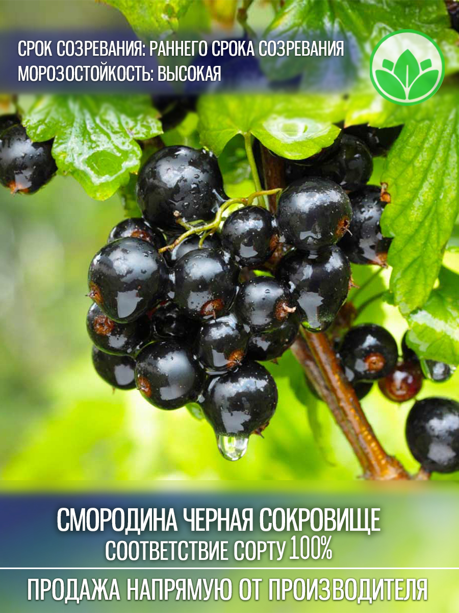 Сокровище