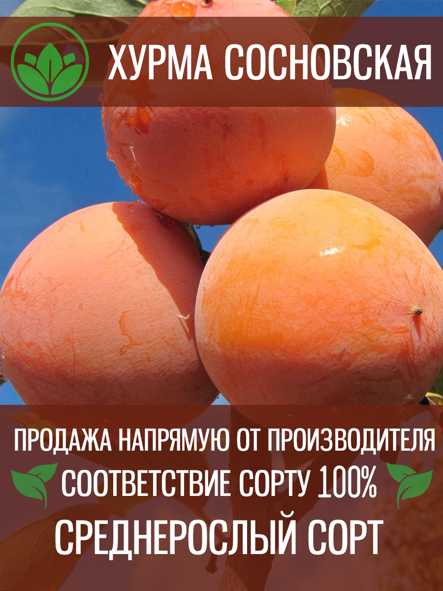 Сосновская