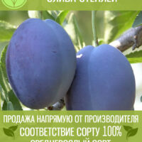 Слива Стенлей