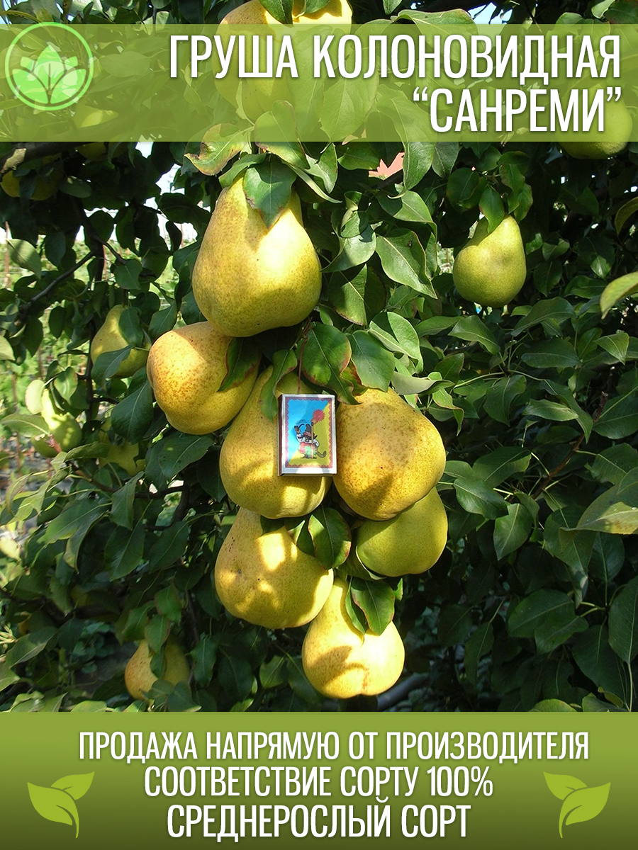 Колоновидная Санреми