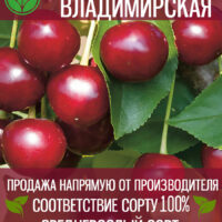Владимирская — изображение 1