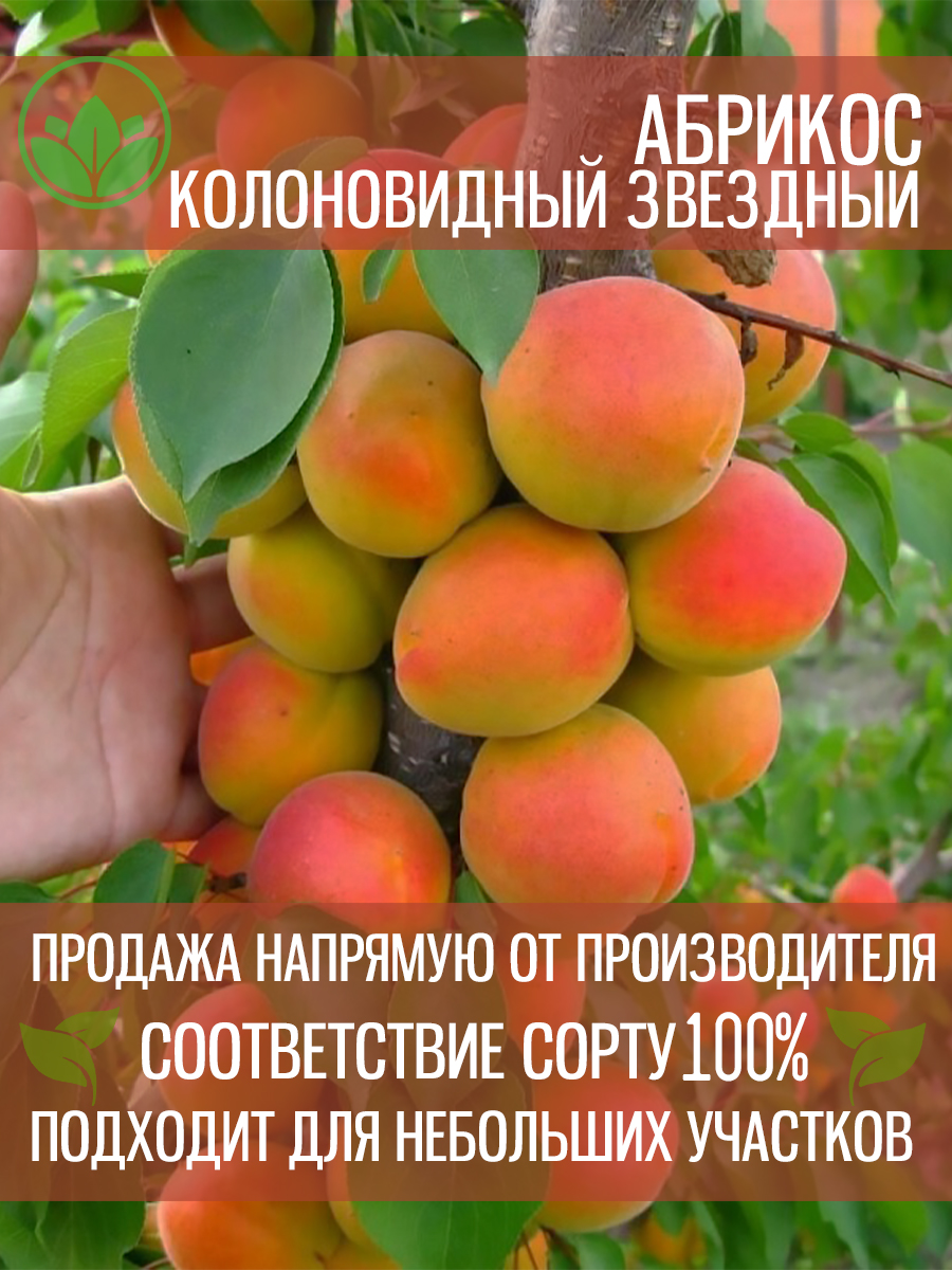 Колонавидный Звёздный