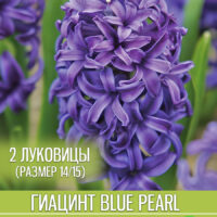 Гиацинт blue pearl 2 луковицы