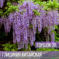 Глициния Китайская — изображение 1