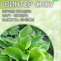 Хоста Винтер Сноу — изображение 1